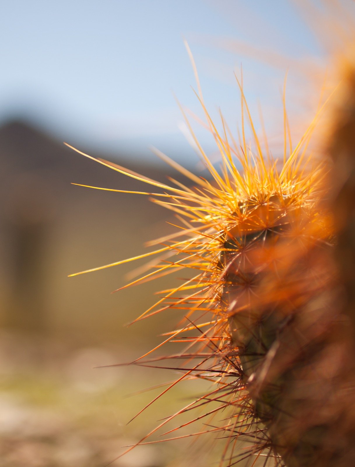 Prickly