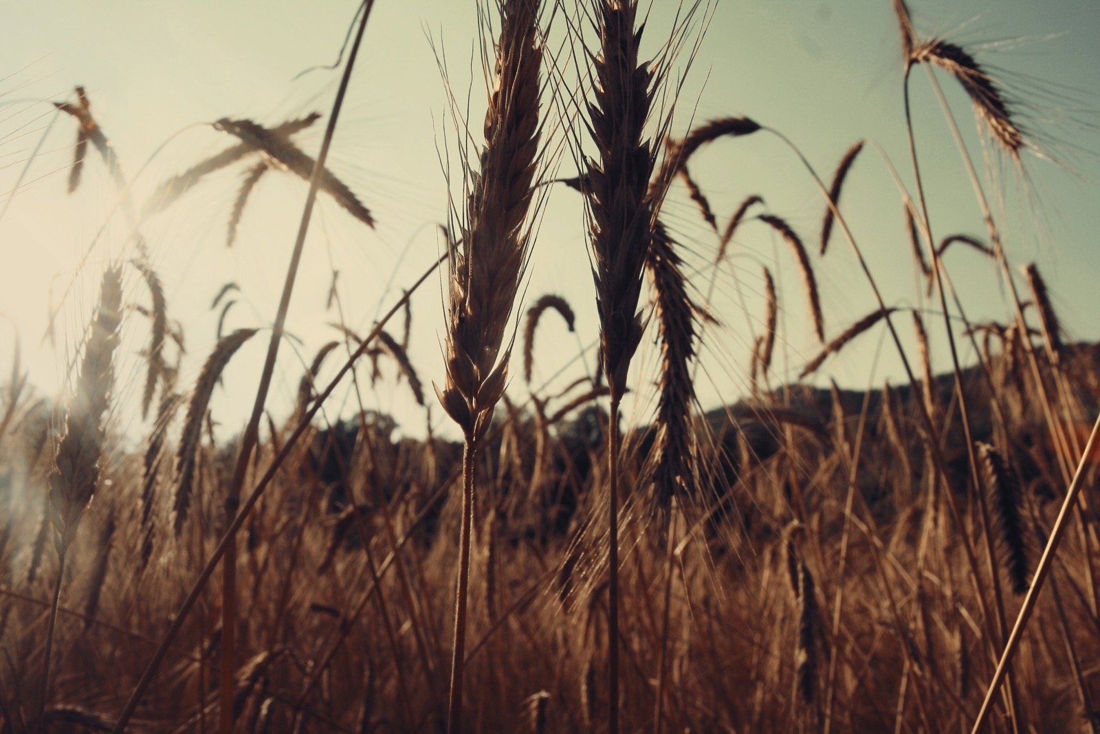 Wheat