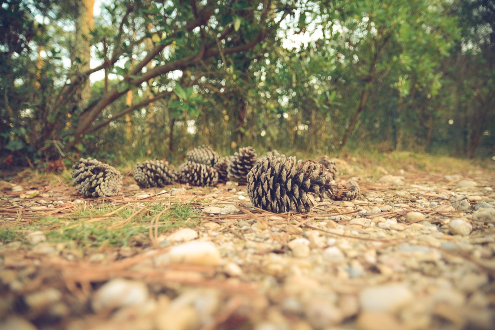 Cones