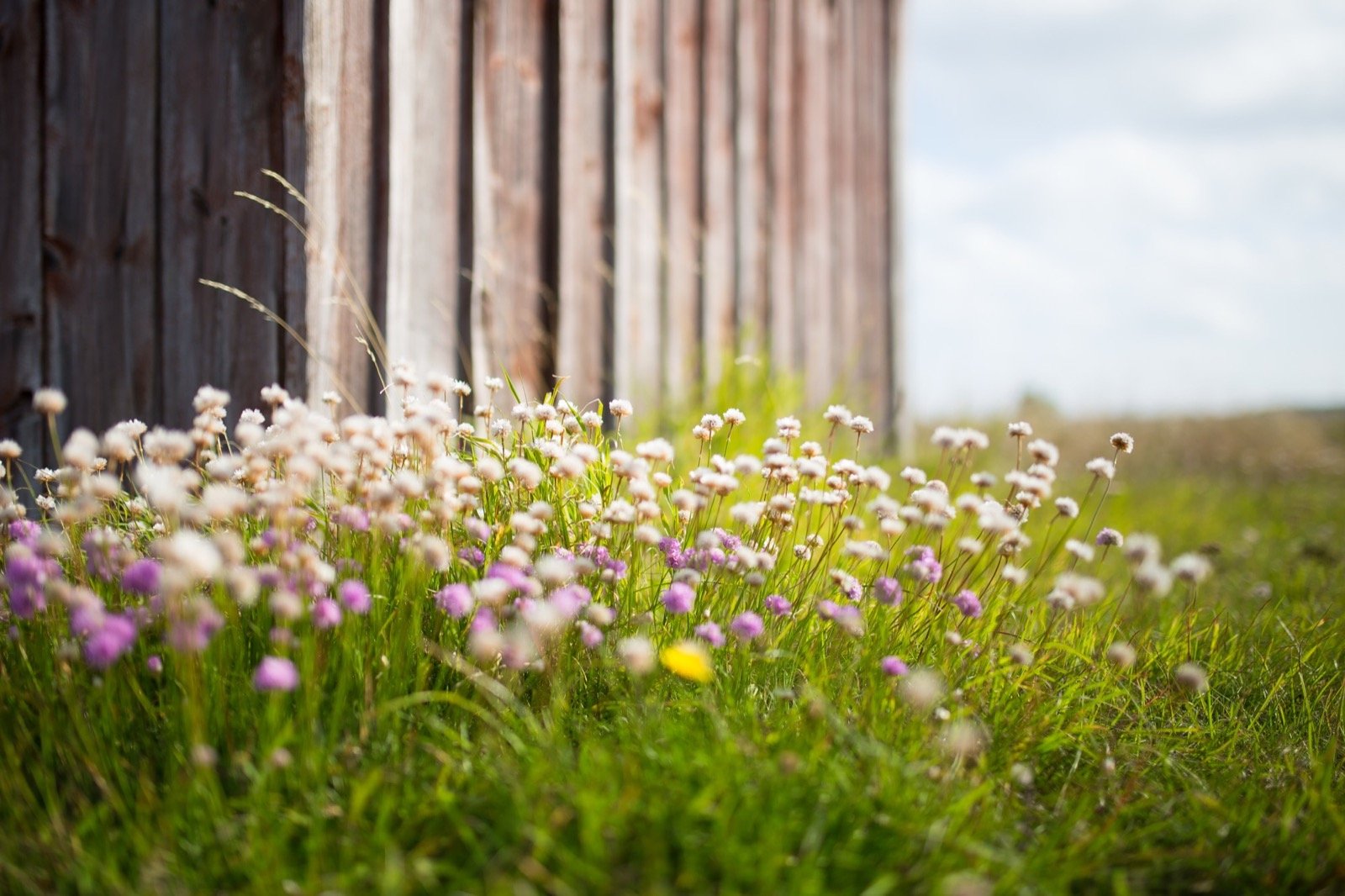 Flowers