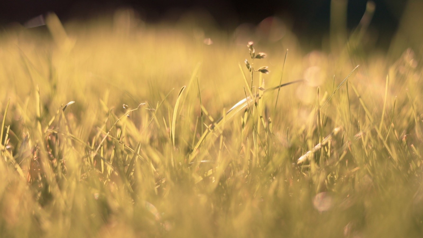 Grass