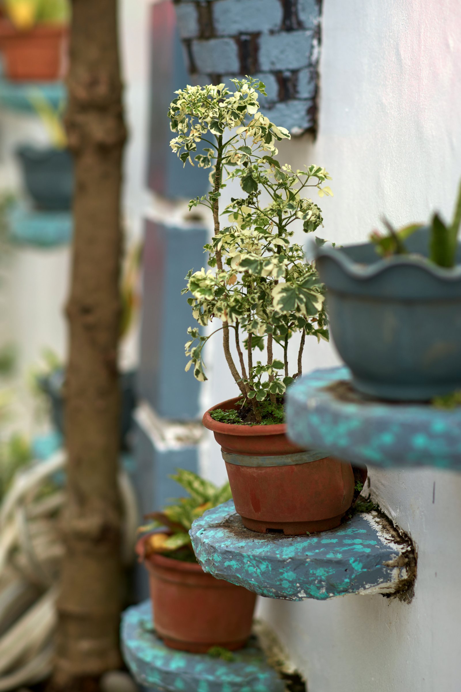 24 Detail Garden